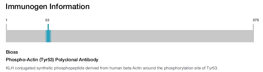Phospho-Actin (Tyr53) Polyclonal Antibody