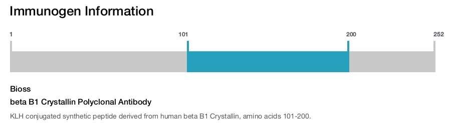 beta B1 Crystallin Polyclonal Antibody