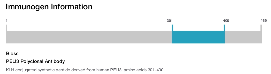 PELI3 Polyclonal Antibody