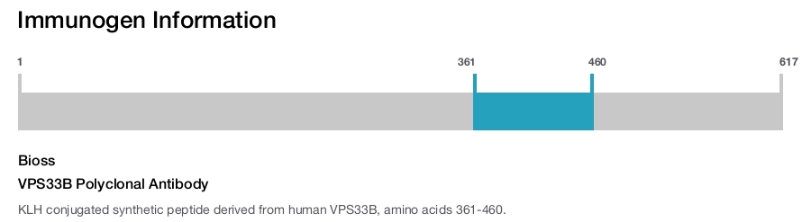 VPS33B Polyclonal Antibody