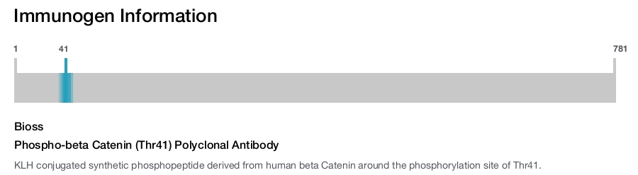 Phospho-beta Catenin (Thr41) Polyclonal Antibody