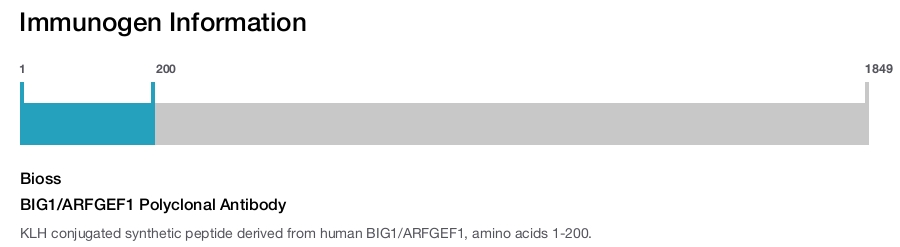 BIG1/ARFGEF1 Polyclonal Antibody
