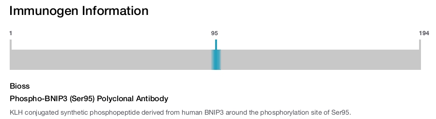 Phospho-BNIP3 (Ser95) Polyclonal Antibody