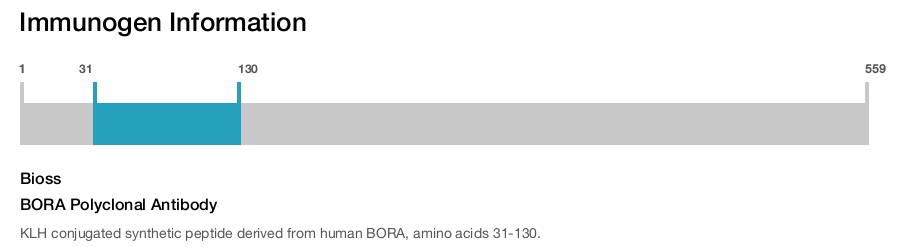 BORA Polyclonal Antibody
