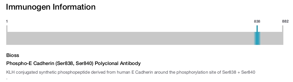 Phospho-E Cadherin (Ser838, Ser840) Polyclonal Antibody