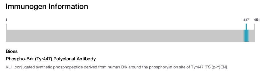 Phospho-Brk (Tyr447) Polyclonal Antibody