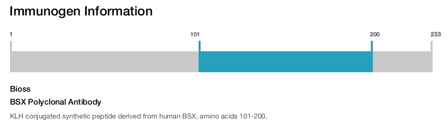 BSX Polyclonal Antibody