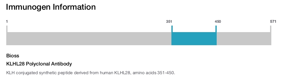 KLHL28 Polyclonal Antibody