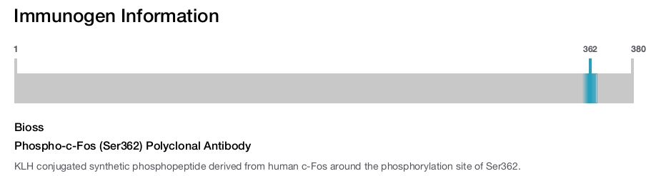 Phospho-c-Fos (Ser362) Polyclonal Antibody