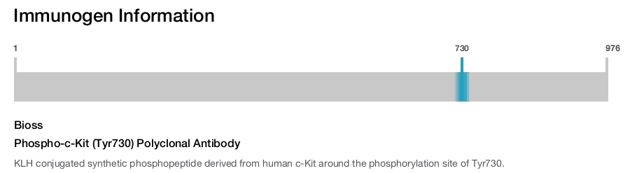 Phospho-c-Kit (Tyr730) Polyclonal Antibody