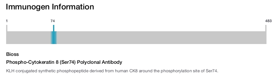 Phospho-Cytokeratin 8 (Ser74) Polyclonal Antibody