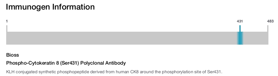 Phospho-Cytokeratin 8 (Ser431) Polyclonal Antibody