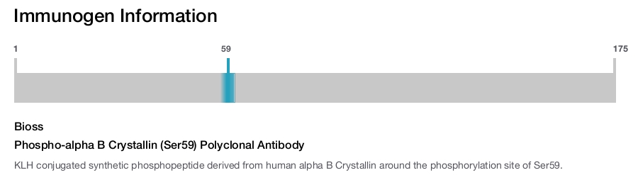 Phospho-alpha B Crystallin (Ser59) Polyclonal Antibody