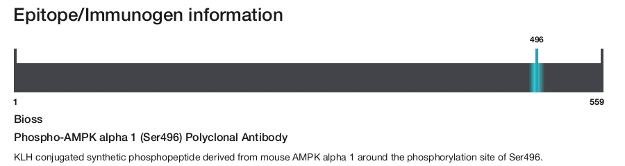 Phospho-AMPK alpha 1 (Ser496) Polyclonal Antibody