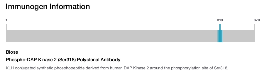 Phospho-DAP Kinase 2 (Ser318) Polyclonal Antibody