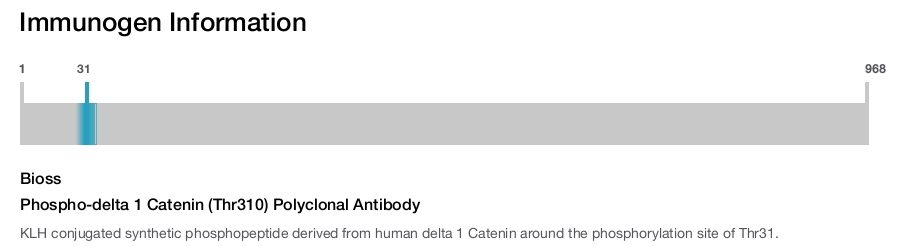 Phospho-delta 1 Catenin (Thr310) Polyclonal Antibody