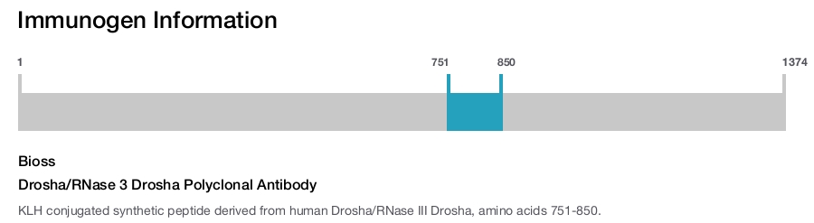 Drosha/RNase 3 Drosha Polyclonal Antibody