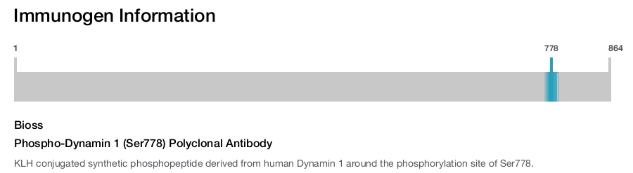 Phospho-Dynamin 1 (Ser778) Polyclonal Antibody