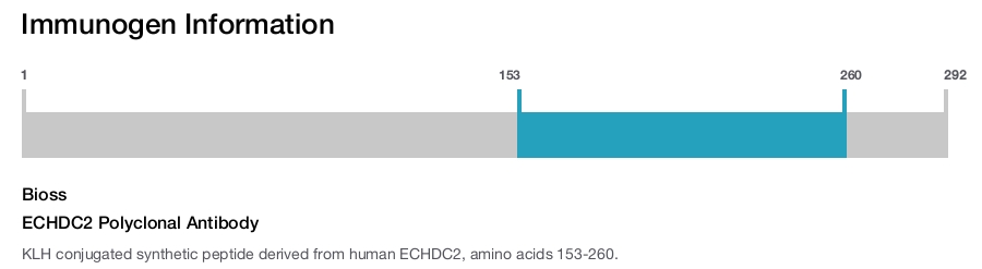 ECHDC2 Polyclonal Antibody