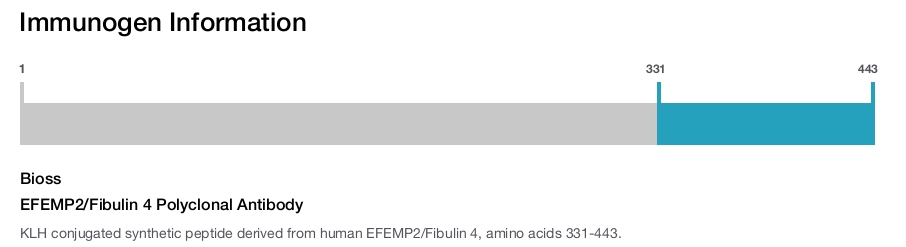EFEMP2/Fibulin 4 Polyclonal Antibody