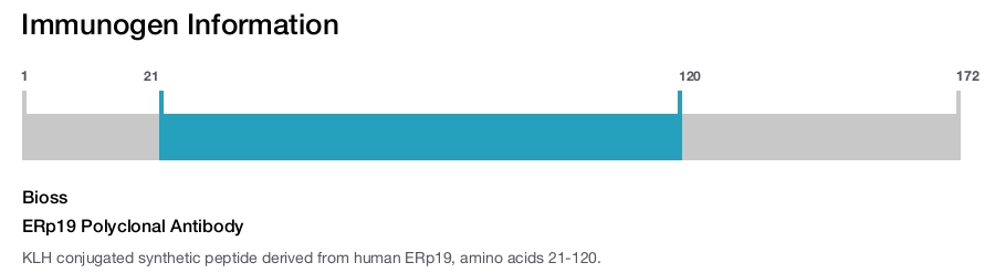ERp19 Polyclonal Antibody