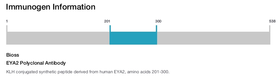 EYA2 Polyclonal Antibody