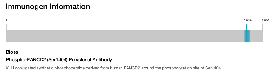 Phospho-FANCD2 (Ser1404) Polyclonal Antibody