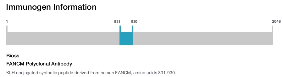 FANCM Polyclonal Antibody