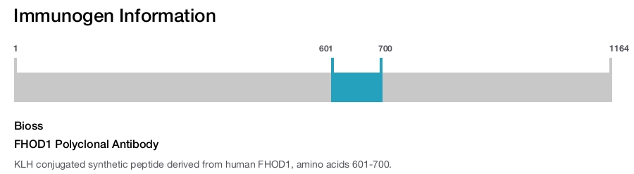 FHOD1 Polyclonal Antibody