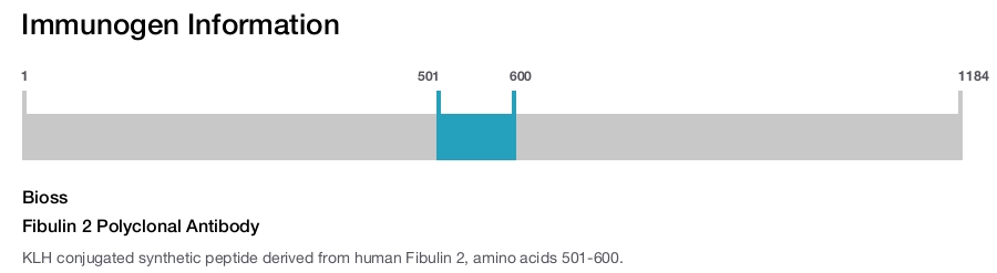 Fibulin 2 Polyclonal Antibody