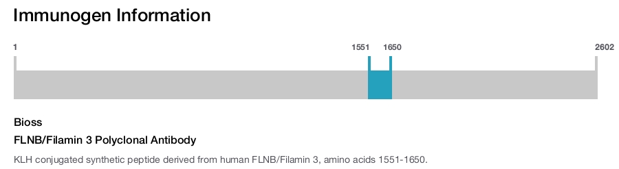FLNB/Filamin 3 Polyclonal Antibody