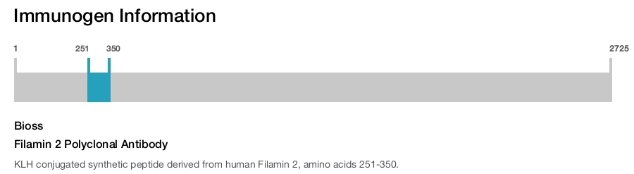 Filamin 2 Polyclonal Antibody