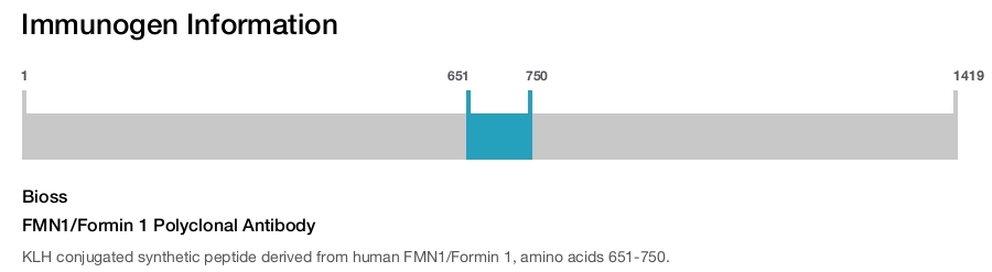 FMN1/Formin 1 Polyclonal Antibody
