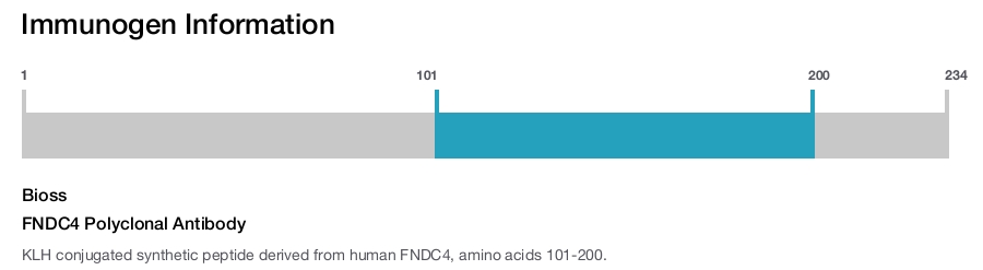 FNDC4 Polyclonal Antibody