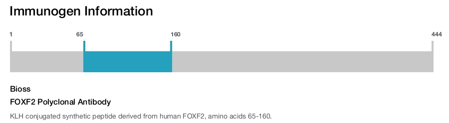 FOXF2 Polyclonal Antibody