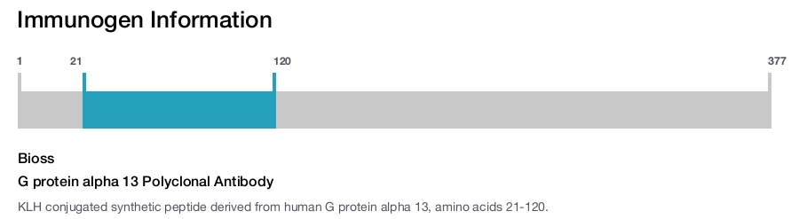 G protein alpha 13 Polyclonal Antibody