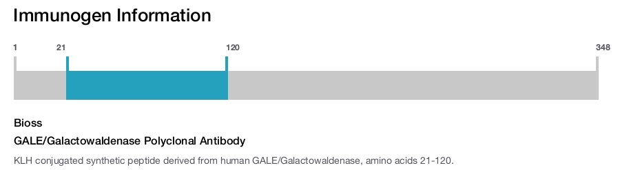GALE/Galactowaldenase Polyclonal Antibody