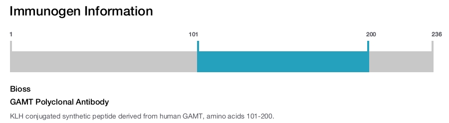 GAMT Polyclonal Antibody