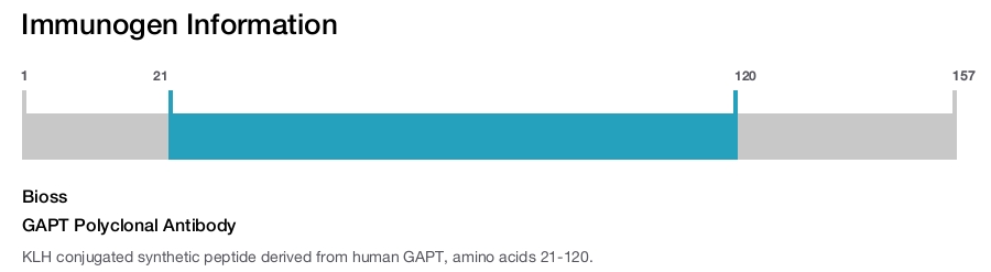 GAPT Polyclonal Antibody