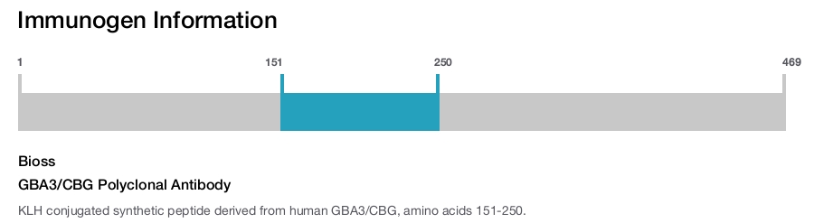 GBA3/CBG Polyclonal Antibody