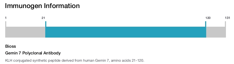 Gemin 7 Polyclonal Antibody