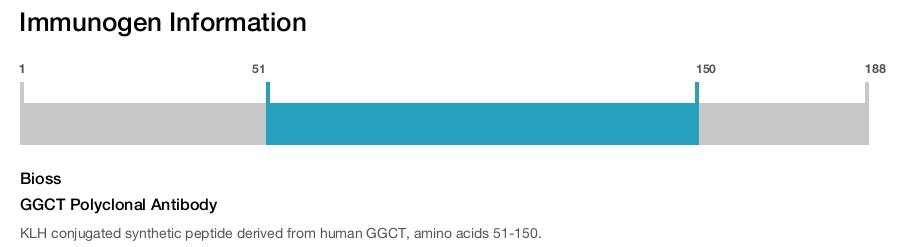 GGCT Polyclonal Antibody