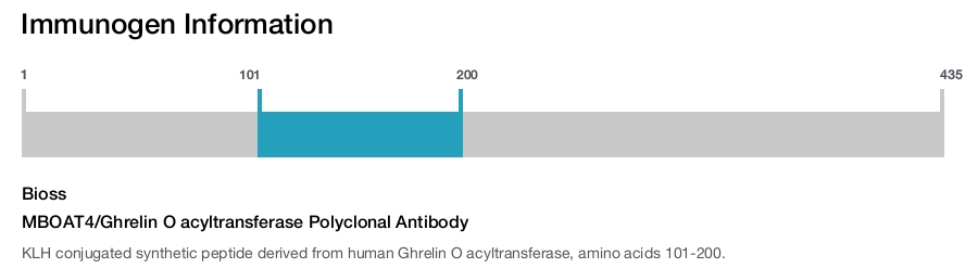 MBOAT4/Ghrelin O acyltransferase Polyclonal Antibody