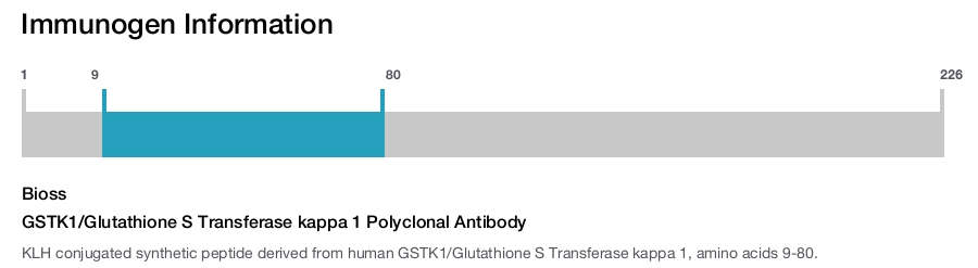 GSTK1/Glutathione S Transferase kappa 1 Polyclonal Antibody