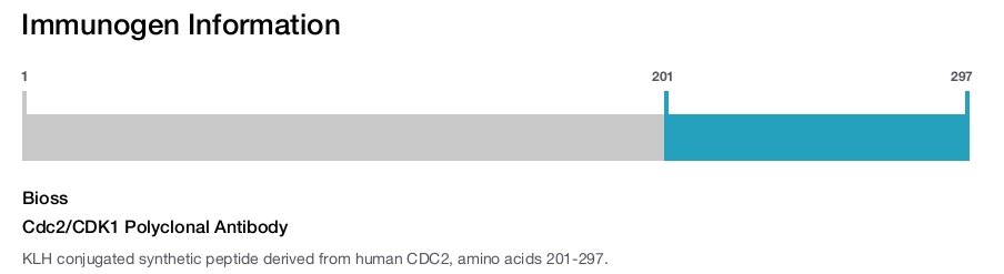 Cdc2/CDK1 Polyclonal Antibody