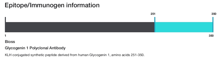 Glycogenin 1 Polyclonal Antibody