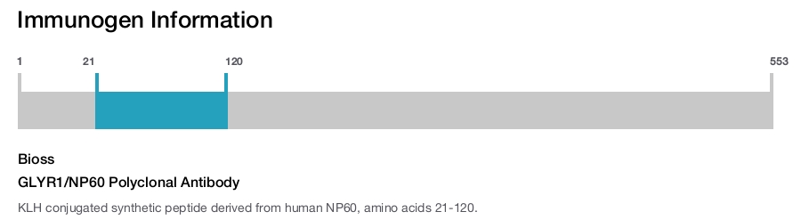 GLYR1/NP60 Polyclonal Antibody