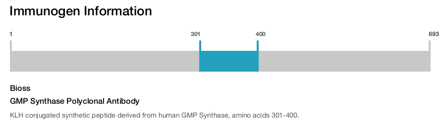 GMP Synthase Polyclonal Antibody