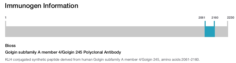 Golgin subfamily A member 4/Golgin 245 Polyclonal Antibody
