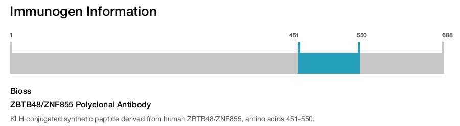 ZBTB48/ZNF855 Polyclonal Antibody